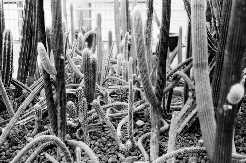 A collection of various cacti in a greenhouse.